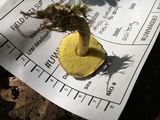 Boletus chrysenteron image