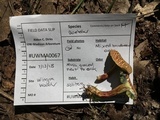 Boletus chrysenteron image