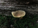 Boletus chrysenteron image