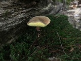 Boletus chrysenteron image