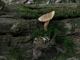 Boletus chrysenteron image