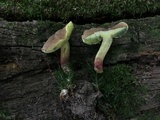Boletus chrysenteron image