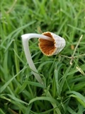Conocybe apala image