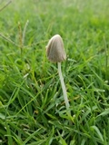 Conocybe apala image