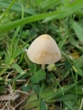Conocybe apala image