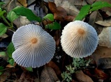 Coprinellus xanthothrix image