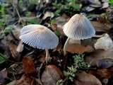 Coprinellus xanthothrix image