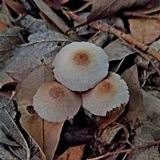 Coprinellus xanthothrix image