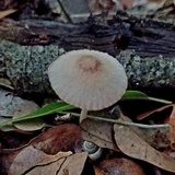 Coprinellus xanthothrix image