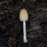 Coprinellus xanthothrix image