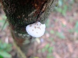Oudemansiella platensis image