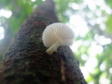 Oudemansiella platensis image
