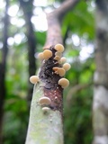 Panellus pusillus image