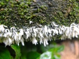 Hydnopolyporus fimbriatus image