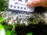 Hydnopolyporus fimbriatus image