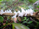 Tremella fuciformis image