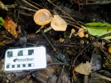 Cookeina tricholoma image