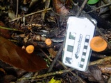 Cookeina tricholoma image