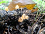 Cookeina tricholoma image