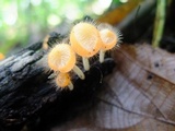 Cookeina tricholoma image