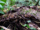 Chondrostereum purpureum image