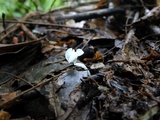 Delicatula integrella image