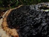 Laetiporus persicinus image