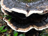Laetiporus persicinus image