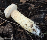 Austroboletus subflavidus image