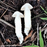 Austroboletus subflavidus image