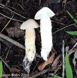 Austroboletus subflavidus image