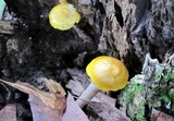 Oudemansiella incognita image