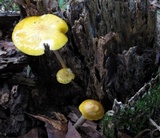 Oudemansiella incognita image