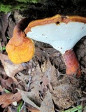 Ganoderma curtisii image