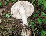 Amanita cinereconia image