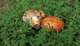 Russula mutabilis image