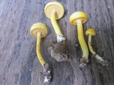 Boletus curtisii image