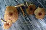 Tricholomopsis formosa image
