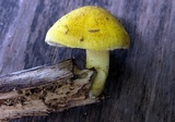 Pluteus mammillatus image