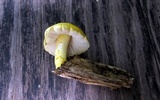 Pluteus mammillatus image