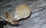 Hohenbuehelia angustata image