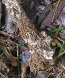 Amanita sect. Vaginatae image