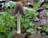 Coprinopsis narcotica image