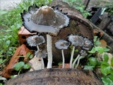 Coprinopsis narcotica image