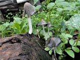 Coprinopsis narcotica image