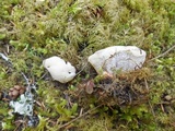 Hydnellum caeruleum image