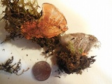 Hydnellum caeruleum image