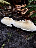Byssomerulius corium image