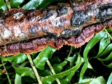 Hydnoporia tabacina image