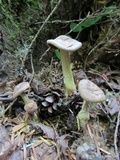 Gymnopus peronatus image